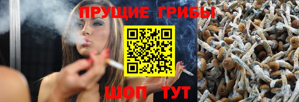 Галлюциногенные грибы Psilocybine cubensis Астрахань